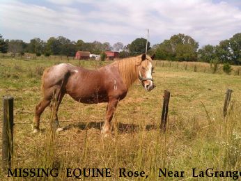 MISSING EQUINE Rose,  Near LaGrange, GA, 30241